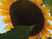 12th Sep 2020 - Sunflower
