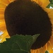 Sunflower by cataylor41