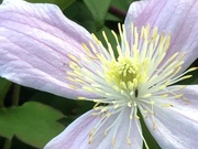 13th Sep 2020 - Clematis Flower