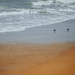 Sanderlings by joesweet