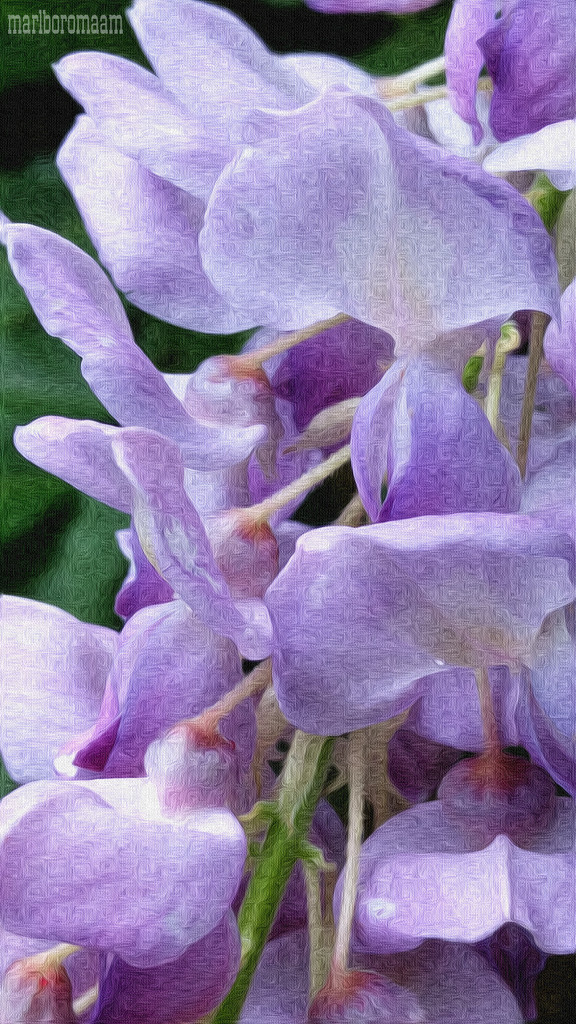 Painted Wisteria... by marlboromaam