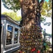 Love Locks Tree by kaylynn2150