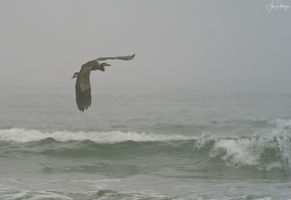 Blue Heron Flying in Smoky Foggy Sky  by jgpittenger