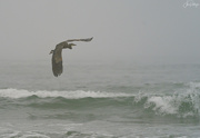 17th Sep 2020 - Blue Heron Flying in Smoky Foggy Sky 