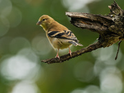 17th Sep 2020 - american goldfinch 