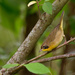 common yellowthroat by rminer