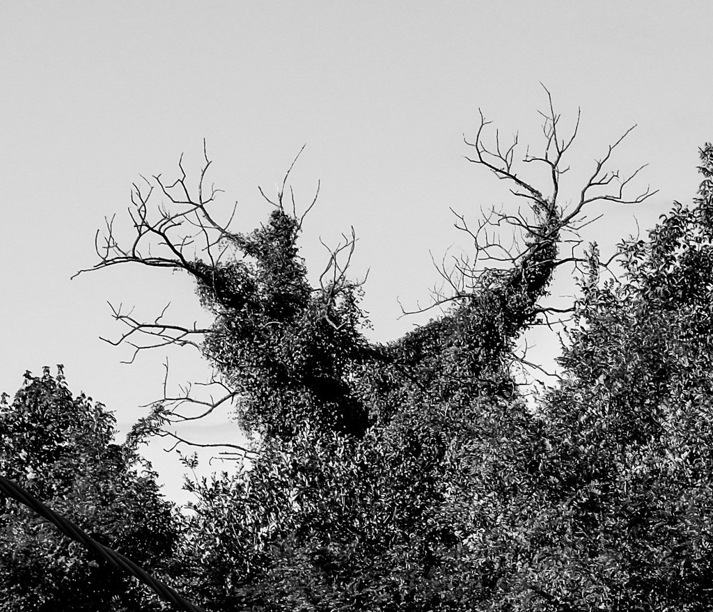 Scrary Tree by 365nick