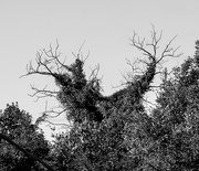 16th Sep 2020 - Scrary Tree
