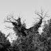 Scrary Tree by 365nick