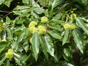 17th Sep 2020 - Sweet Chestnuts