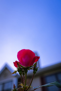 17th Sep 2020 - Rose In The Sky
