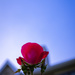 Rose In The Sky by ramr