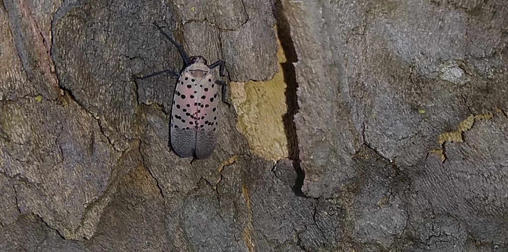 Day 246: EWWW ! Spotted Lantern Fly ! by jeanniec57