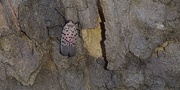 2nd Sep 2020 - Day 246: EWWW ! Spotted Lantern Fly !