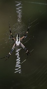 5th Sep 2020 - Day 249:  Argiope Spider 