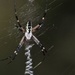 Day 249:  Argiope Spider  by jeanniec57