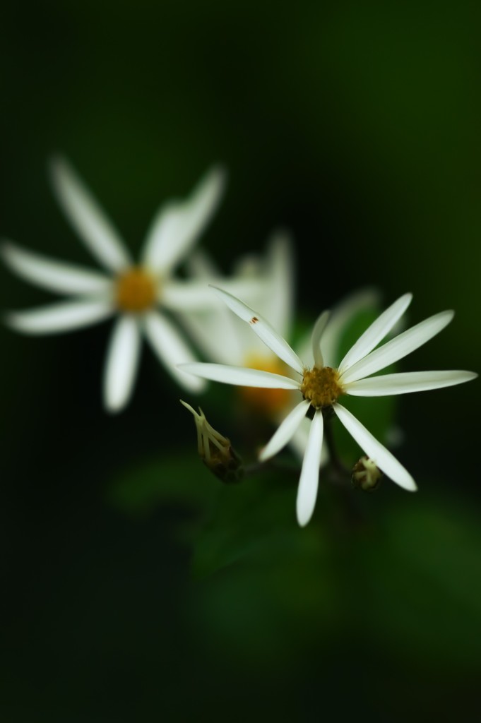 Wild Woodland Aster  by mzzhope