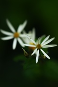 17th Sep 2020 - Wild Woodland Aster 