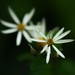 Wild Woodland Aster  by mzzhope
