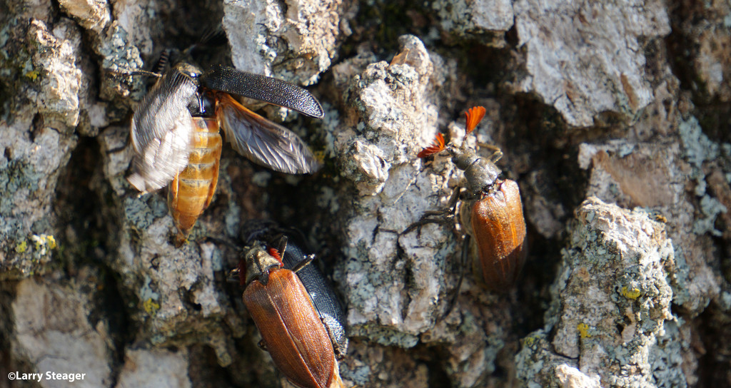 Cedar Beetle close up by larrysphotos