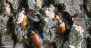 17th Sep 2020 - Cedar Beetle close up