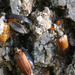 Cedar Beetle close up by larrysphotos