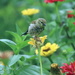 Goldfinch On A Flower by randy23