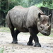Big Ol' Rhino by randy23