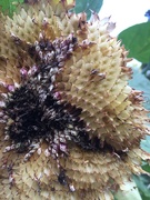 8th Sep 2020 - Aging sunflower