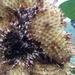Aging sunflower by margonaut