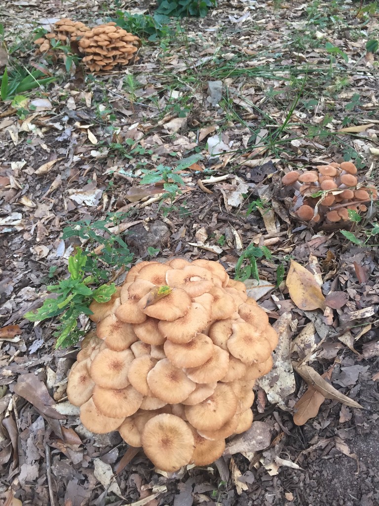 strange clumps of mushrooms by margonaut