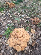 14th Sep 2020 - strange clumps of mushrooms
