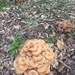 strange clumps of mushrooms by margonaut
