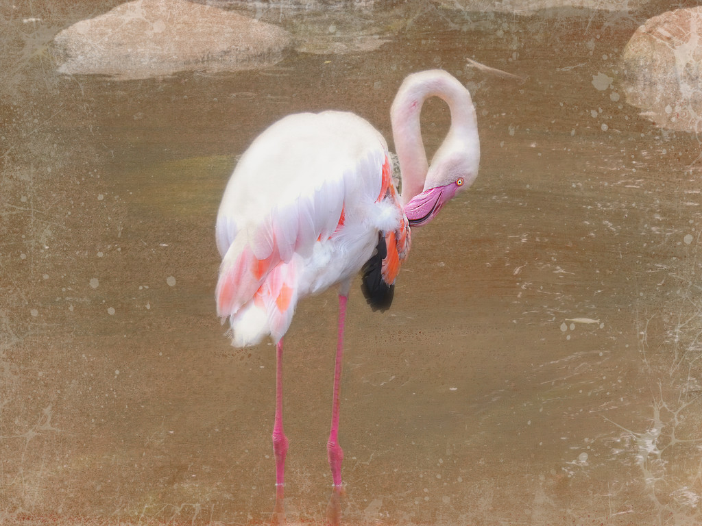 Happy Flamingo Friday by ludwigsdiana