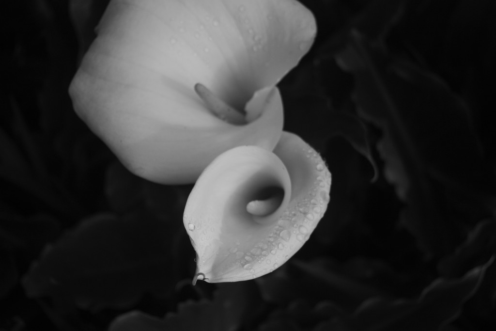 Arum lilies by kali66