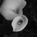 Arum lilies by kali66
