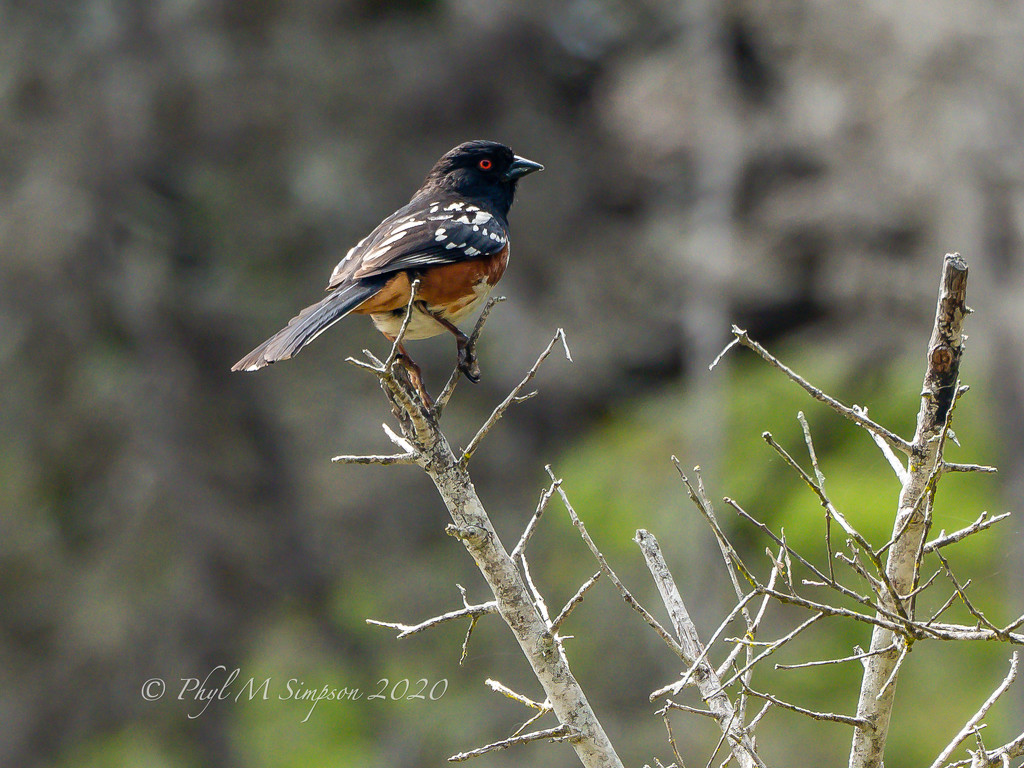 Spotted Towhee ~  by elatedpixie