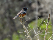 17th Sep 2020 - Spotted Towhee ~ 