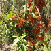 Mistletoe by koalagardens