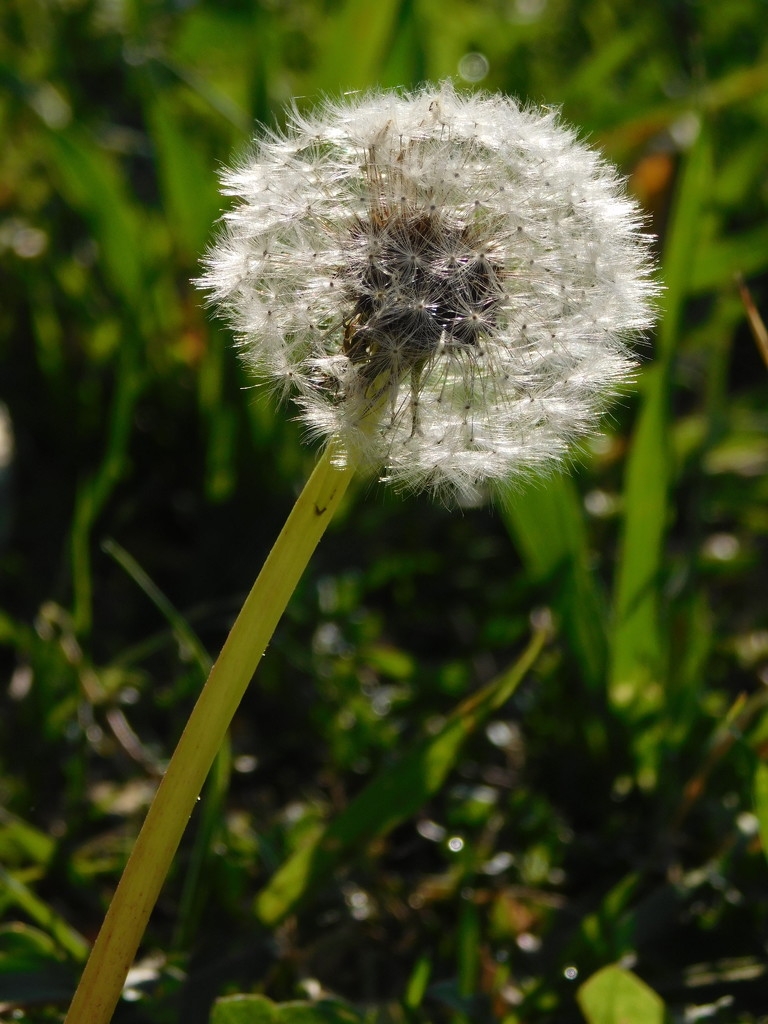 The sunlight on this dandelion caught my attention by 365anne