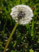 18th Sep 2020 - The sunlight on this dandelion caught my attention