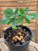 18th Sep 2020 - Mighty oaks from little acorns grow