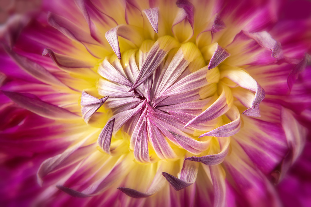 another dahlia closeup by jernst1779