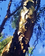 19th Sep 2020 - Monster Tree Trunk ~    