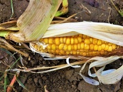12th Sep 2020 - Corn on the cob