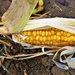 Corn on the cob by ajisaac