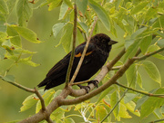 18th Sep 2020 - red-winged blackbird 