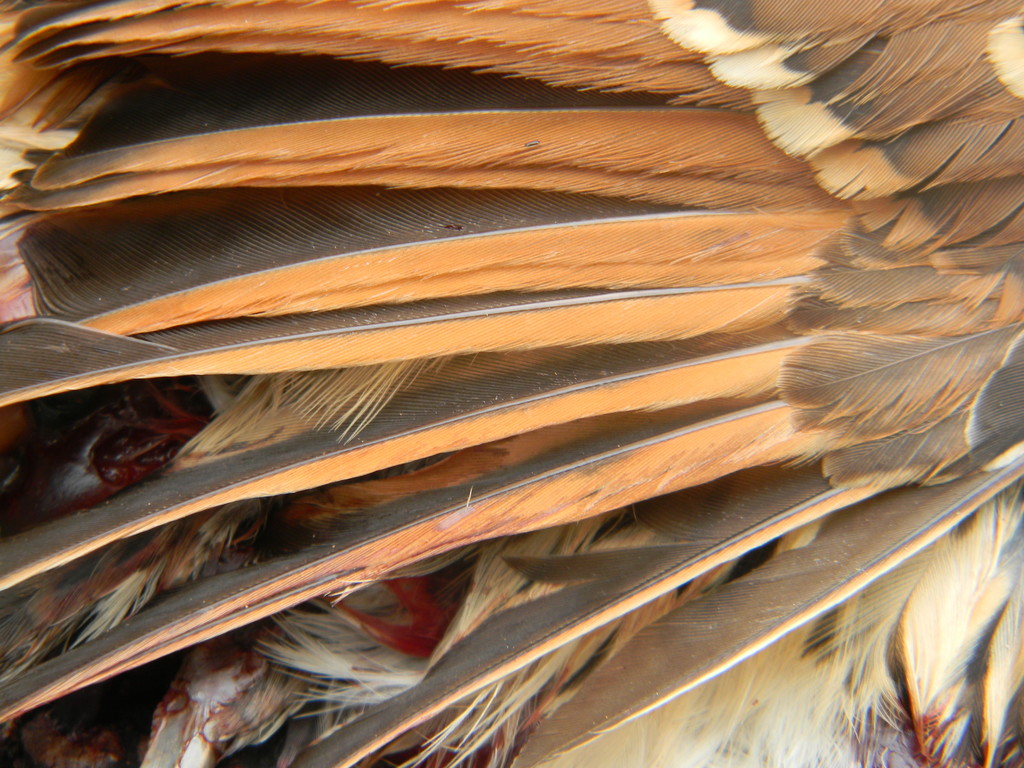 Dead Bird's Wing Closeup  by sfeldphotos