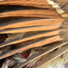 Dead Bird's Wing Closeup  by sfeldphotos