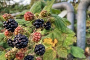 17th Sep 2020 - Nature 7; Man’s Fence 0